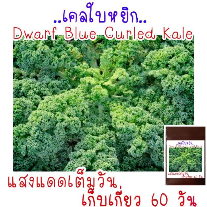เมล็ดพันธุ์ เคล (บลูเคล) คะน้าใบหยิก Blue Kale 150เมล็ด