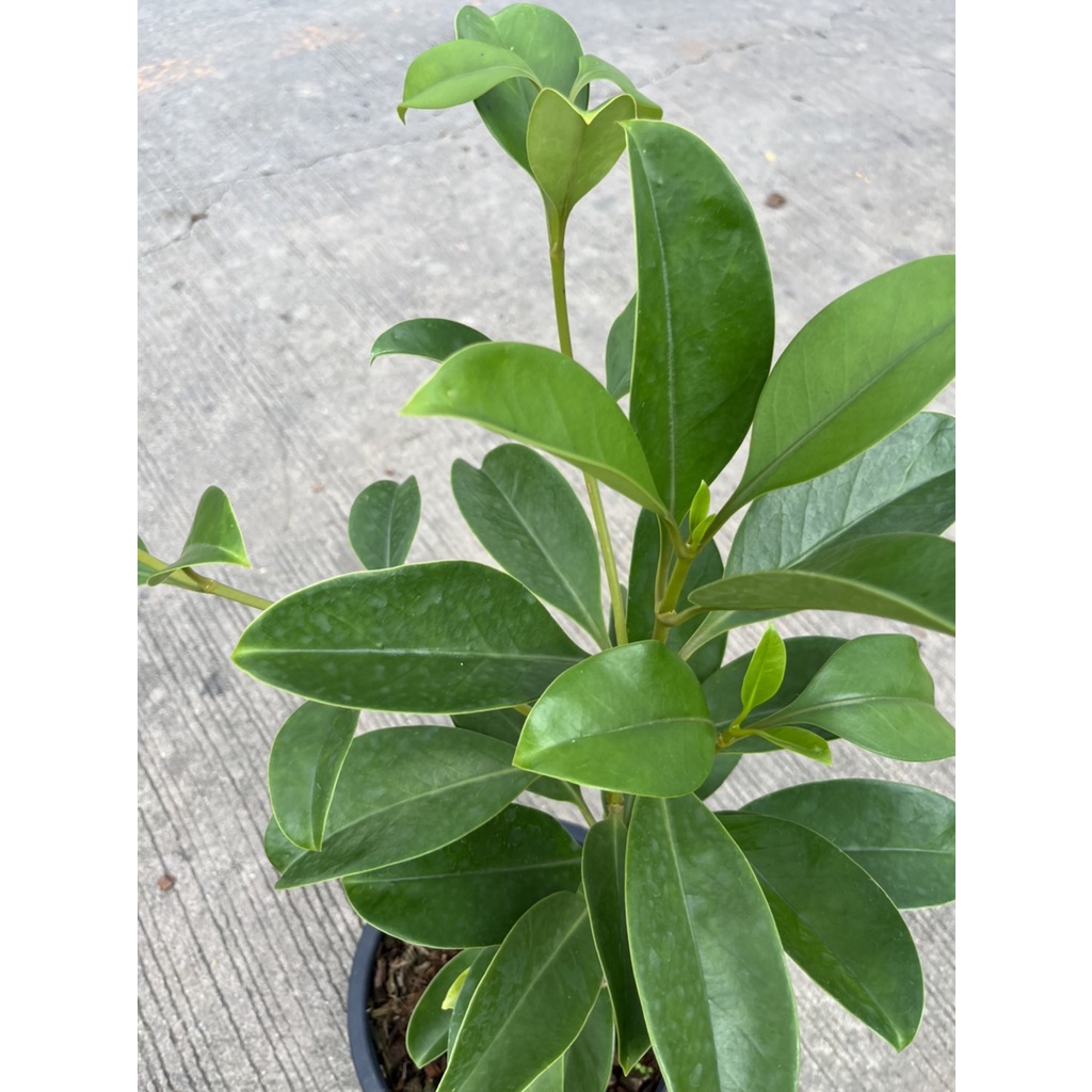 มุมมอง 5