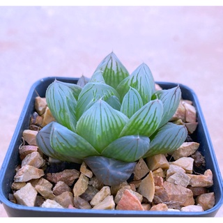 H.obtusa ‘Hanabi’ ฮานาบิ A055