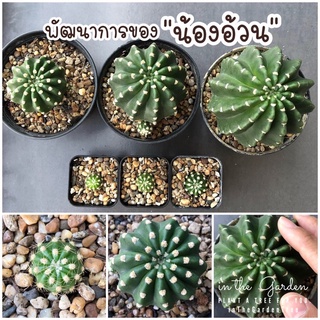 อิชินอป บอลลูน แคคตัสน่ารัก📌ส่งเปลือยราก Echinopsis subdenudata แคคตัส กระบองเพชร ดอกขาว