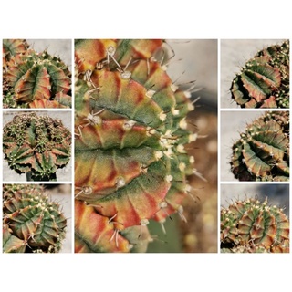 ศิลามณี​ หน่อเด็ดสด​ 3​cm.+++  ยิมโนด่าง​ gymnocalycium