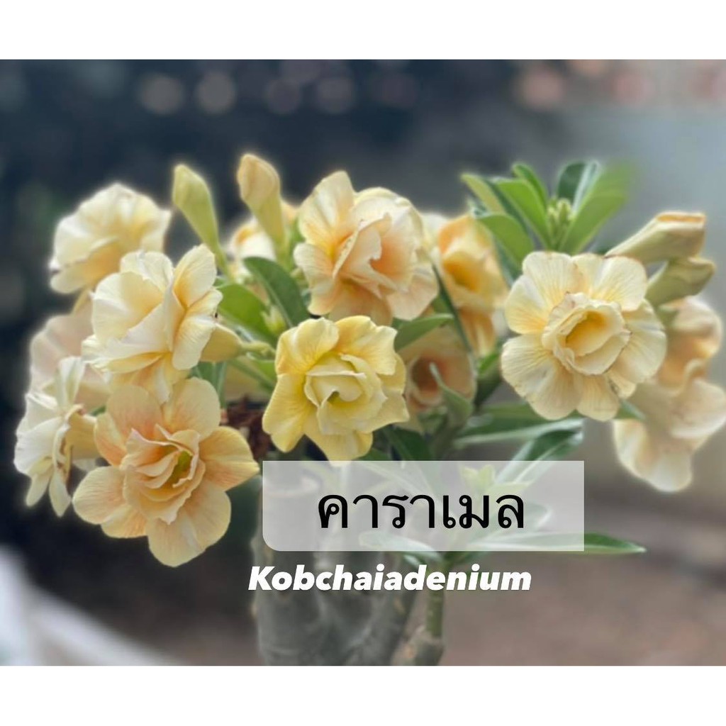 ชวนชมดอกซ้อน “คาราเมล” ขนาดกระถาง 6 นิ้ว (แบบถอนจัดส่ง) ราคา ถูกที่สุด ดีลบีเคเค