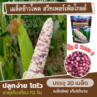 เมล็ดพันธุ์ ข้าวโพดหวาน🌽 พันธุ์สวีทเพอร์เพิลโกลด์ แบ่งขาย 20 เมล็ด ข้าวโพดทูโทน (ซื้อ 5 แถม 1)✨