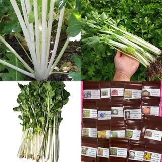 เมล็ดพันธุ์ คื่นฉ่าย สีขาว (White Chinese Celery) บรรจุ 80 เมล็ด