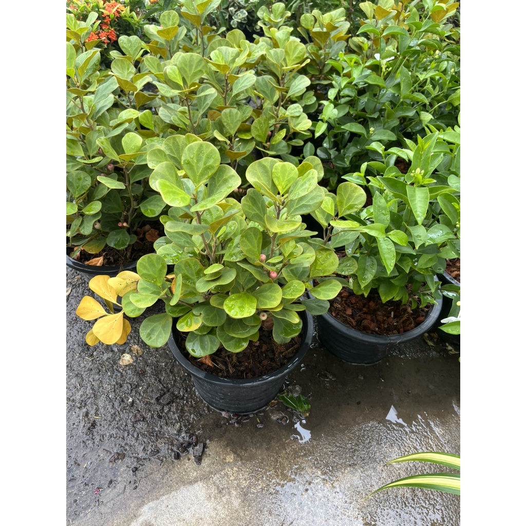 สาลิกาลิ้นทอง กระถาง 11 นิ้ว – Golden Snake Plant