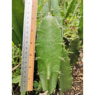 คัดตอคุณภาพดี ตอสามเหลี่ยม​ 6 นิ้ว ตัดสด Cactus แคคตัส กระบองเพชร ราคาถูก​ สามเหลี่ยม​ 3เหลี่ยม ตอ ตลาดตอ ตอกราฟ