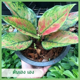 ต้นเฮง เฮง ต้นไม้มงคล ตระกูลอโกลนีมา ส่งพร้อมกระถาง