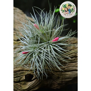 ต้นTillandsia “Houston” ฟอร์มกอ กอใหญ่ สวยๆสุดคุ้ม