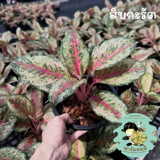 อโกลนีมา 10กะรัต/สิบกะรัต Aglaonema "10 Carat" 5-7ใบ กระถาง 5"