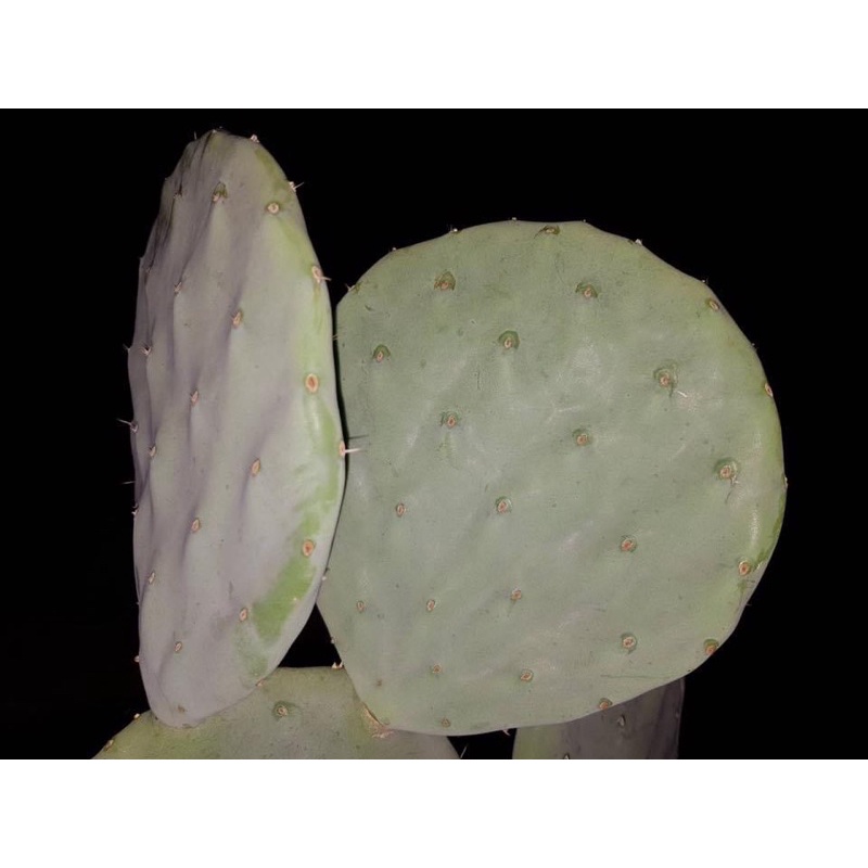 โอพันเทีย โรบัสต้า ไจแอนท์ Opuntia robusta giant (กระบองเพชรกินได้)