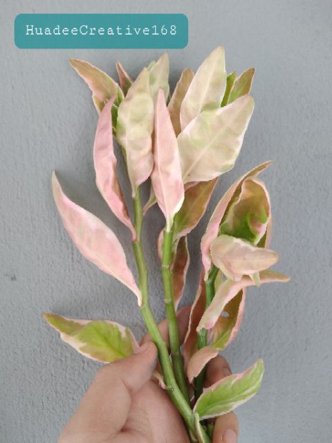 นกน้อยนำโชค พันธุ์ตัวผู้(กิ่งพันธุ์)/ใบด่าง3สี ผสมกัน มีสีชมพู ขาว เขียว น่ารัก ไม้มงคลเสริมฮวงจุ้ย ปลูกติดบ้านร้านค้าดี