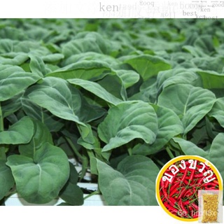 เมล็ดพันธุ์แบ่งขาย50เมล็ดแบ่งขายส่งออกหน้านำเข้า50เมล็ดแบ่งขาย seeds 6ZAZ