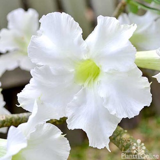 12 เมล็ด เมล็ดพันธุ์ ชวนชม สายพันธุ์ไต้หวัน ดอกสีขาว Adenium Seeds