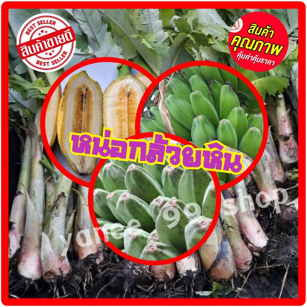 ต้นกล้วยหิน (1 ต้น/แพ็ค) กล้วยพันธุ์ใหญ่ยักษ์ เนื้อแน่นรสหวาน แปรรูปได้หลากหลาย ลำต้นสูง 40-60 ซ.ม.
