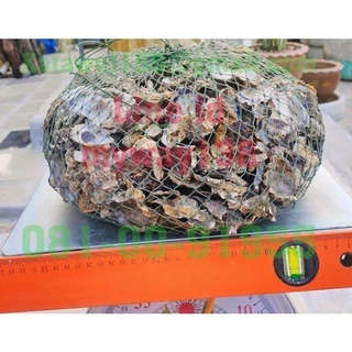 เปลือกหอยนางรม 4.8กิโล เปลือกหอยกรองน้ำ สะอาดปราศจากสารพิษ พร้อมอวนใหม่เหนียวใช้ได้ยาวนาน✓✓✓®