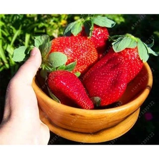 เมล็ดพันธุ์สตอเบอรี่ยักษ์ 500 เมล็ด Sweet Strawberry Seeds Fruit Seeds เมล็ดพันธุ์แท้ ปลูกง่ายปลูกได้ทั่วไทย