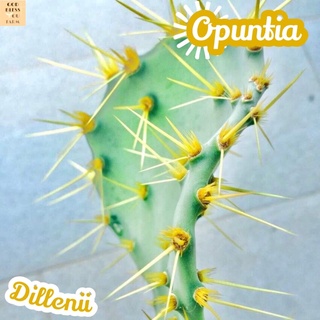 [โอพันเทียดิเลนนิอายแพดใหญ่ตัดสด] Opuntia Dillenii ส่งพร้อมกระถาง แคคตัส Cactus Succulent Haworthia Euphorbia ไม้หายาก