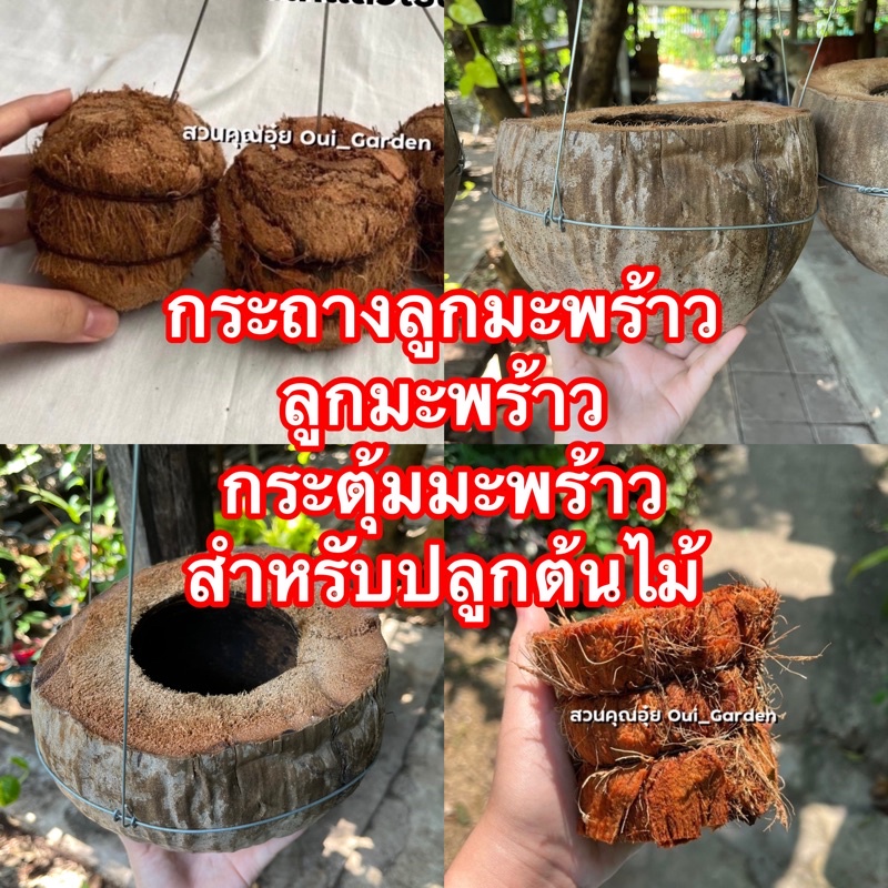 กระตุ้มมะพร้าวปลูกต้นไม้ กระถางต้นไม้
