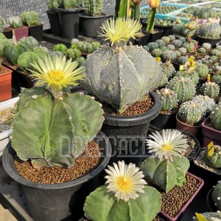 astrophytum myriostigma mix seeds (50s)