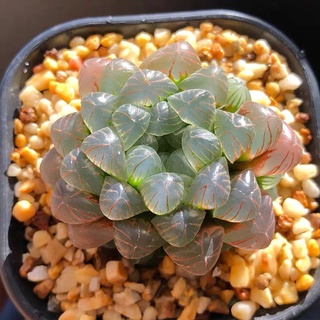 หยดน้ำ ฮาโวเทีย Haworthia ไม้อวบน้ำ แคคตัส