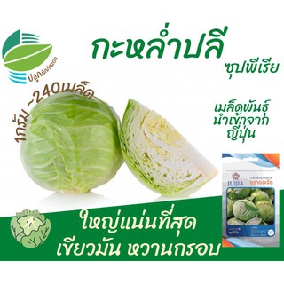 กะหล่ำปลี ซุปพีเรีย (Cabbage)​