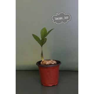 ต้น กวักมรกต ZZ Plant ( Zamioculcas zamiifolia  )   กวักมรกตโขด ไม้มงคล ไม้ประดับ ไม้ฟอกอากาศ