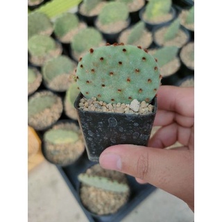 โอพันเทีย รูฟีด้า ใบกลม Opuntia rufida 🌵🪡🌵🪡🌵🪡🌵