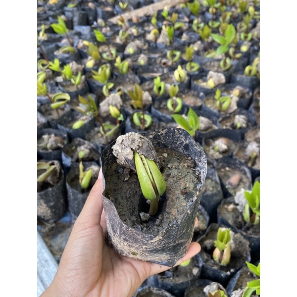 เมล็ดพันธุ์มะม่วงหิมพานต์ศรีสะเกษ60-1,60-2 (แพค 1 กิโล) จำนวน150-180 เมล็ด - รูปที่ 2