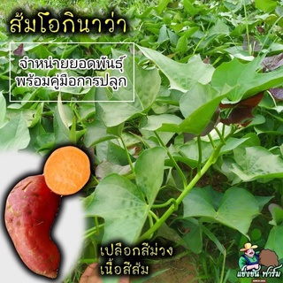 กิ่งพันธุ์มันหวานญี่ปุ่น ส้มโอกินาว่า (ชุด 50 กิ่งพันธุ์)