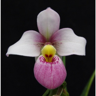 30 เมล็ดพันธุ์ เมล็ดกล้วยไม้ กล้วยไม้ กล้วยไม้เอื้อง (Phragmipedium Orchids) Orchid flower seeds อัตราการงอก 80-85%