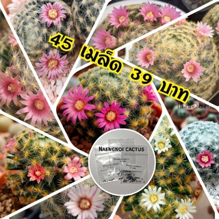 💥39 บาท💥เมล็ดขนนกเหลือง คละสีดอก เมล็ดแคคตัส เมล็ดกระบองเพรช