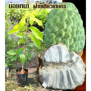 ( 1 ต้น)🌳น้อยหน่าฝ้ายเขียวเกษตร🌳ลูกดก ผลใหญ่ หวานหอม เนื้อฟู ต้นกล้าสูง 40-50 ซม. ต้นเสียบยอด มีสินค้าพร้อมส่ง