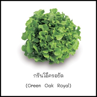 เมล็ดกรีนโอ๊ครอยัล (Green Oak Royal) 100 เมล็ด [10 แถม 1 คละได้]