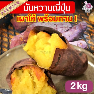 มันหวานญี่ปุ่น เบนิฮารุกะ 2kg เผาให้พร้อมทาน🔥 มันหวาน มันญี่ปุ่นแท้ มันญี่ปุ่น มันหวานญี่ปุ่นเบนนิฮารุกะ มันญี่ปุ่นหวาน