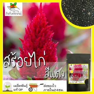 เมล็ดพันธุ์ สร้อยไก่ สีแดง 200 เมล็ด Celosia Plumosa Seed เมล็ดพันธุ์แท้ นำเข้าจากต่างประเทศ ปลูกผัก สวนครัว ถูกดี