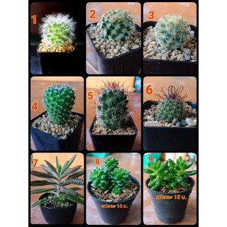 กระบองเพชร #cactus.🌵