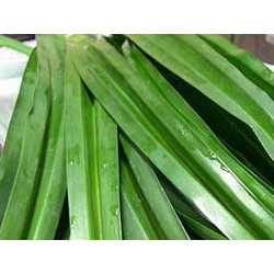 ต้นพันธุ์ ใบเตยหอม สำหรับทำอาหาร หุงกับข้าว ทำน้ำใบเตยได้ ทำสีอาหารได้  พร้อมปลูกในถุงดำ  29 บาท - รูปที่ 2