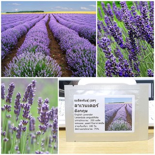 เมล็ดพันธุ์ ลาเวนเดอร์ อังกฤษ (English Lavender Seed) บรรจุ 200 เมล็ด คุณภาพดี ราคาถูก ของแท้ 100%