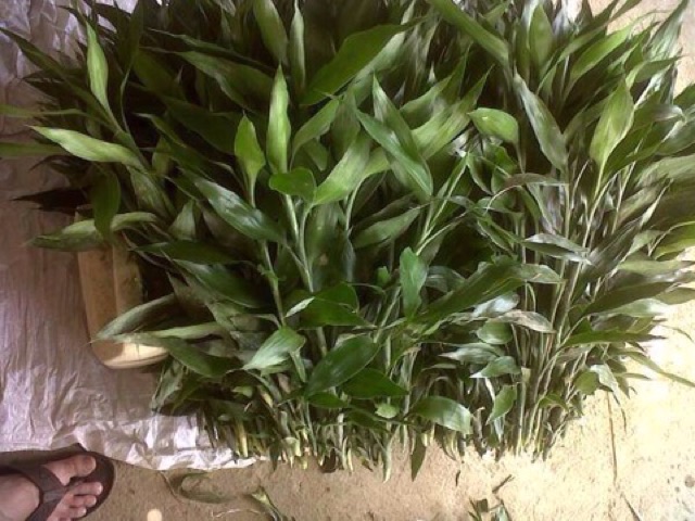 กวนอิม สูง50เซนติเมตร ไผ่กวนอิม ต้นตรง ต้นไม้ฟอกอากาศ ต้นไม้มงคลต - รูปที่ 4