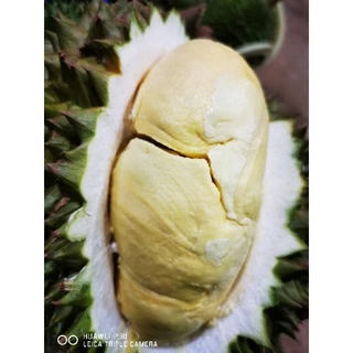 🌳​ต้นทุเรียนหมอนทองจันทบุรีกิ่งกะโดง(เสียบยอด)​ถุงเบอร์9🌳