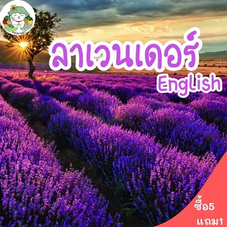 เมล็ดพันธุ์ ลาเวนเดอร์ อังกฤษ 200 เมล็ด English Lavender Flower เมล็ดพันธุ์แท้ นำเข้าจากต่างประเทศ ปลูกง่าย ไม่กลายพันธุ