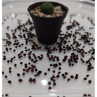 เมล็ดแอสโตร เมล็ด แคคตัส แอสโตร ไฟตัม Astrophytum seed mix  กระบองเพชร เมล็ดละ 2 บาท