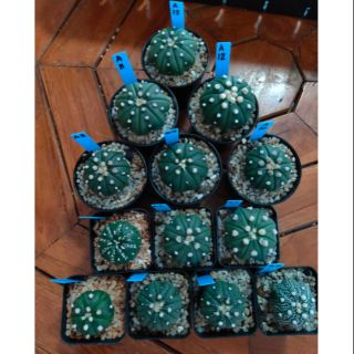 กระบองเพชร แคคตัส (Cactus) A 7/22/20 แอสโตรไฟตัม แอสทีเรียส (Astrophytum)