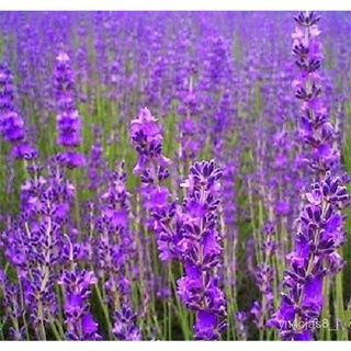 （อัตราการปลูกสูง）100% English Lavender Flower ต้นไม้มงคล ต้นไม้ประดับ พันธุ์ดอกไม้ ต้นไม้จิ๋วจริง ดอกไม้จริง ผักสวนครัว