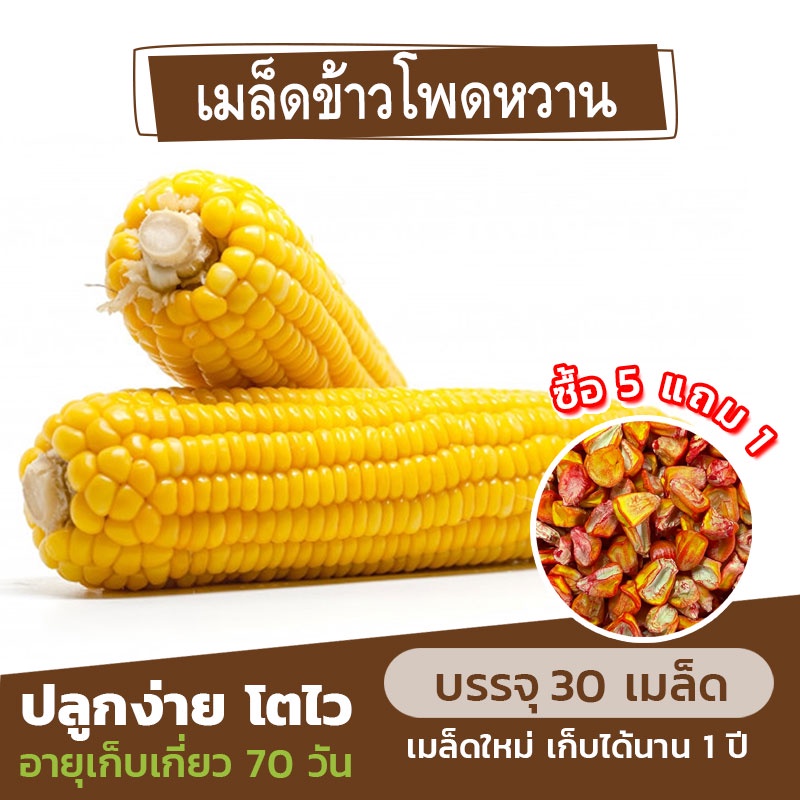 เมล็ดพันธุ์ ข้าวโพดหวาน แบ่งขาย 30 เมล็ด (ซื้อ 5 แถม 1)
