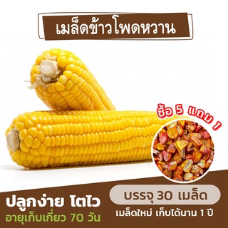 เมล็ดพันธุ์ ข้าวโพดหวาน🌽 แบ่งขาย 30 เมล็ด (ซื้อ 5 แถม 1)✨