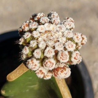 ยิมโนมอนส์เตอร์ คริส ด่าง GYMNO Cactus แคคตัส กระบองเพชร ไม้อวบน้ำ ไม้กราฟ​