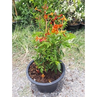 ต้นทองอุไรสีส้มเข้ม หรือ Orange Esperanza (กทม)