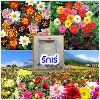 🏵️💮🌸🌺เมล็ดดอกรักเร่ รักแรก ดาเลีย ดินเนอร์เพลต(รักเร่) คละสี