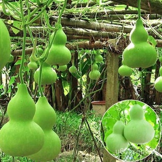 ถูก ใหม่ สายพันธุ์30 เมล็ด เมล็ดพันธุ์ น้ำเต้าเซียน Bottle Gourd Seeds บอนสีหายาก เมล็ดพันธุ์ผัก พันธุ์ไม้ผล เมล็ดดอก 9R